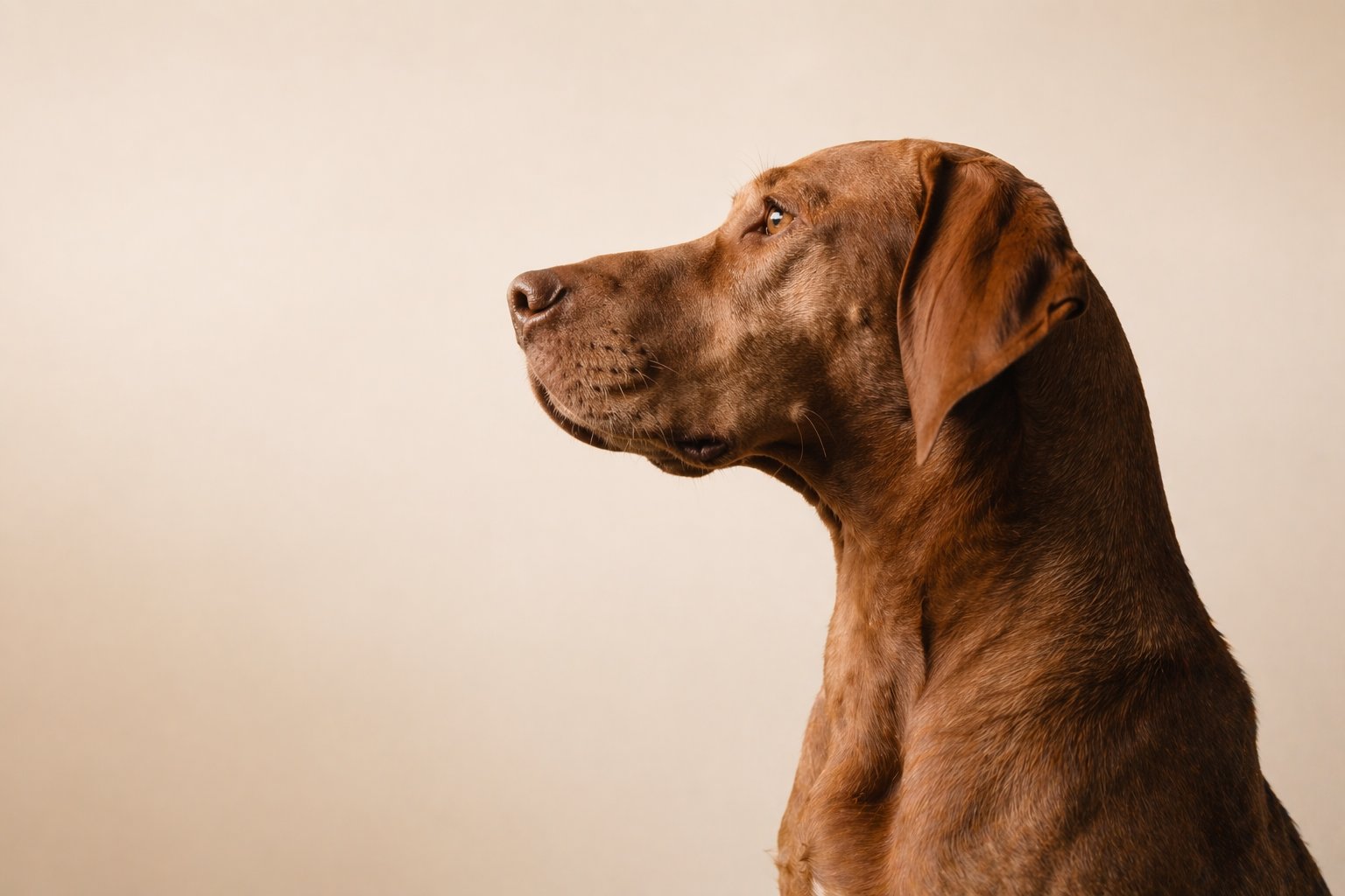 Editorial portrait · dog in profile on cream background